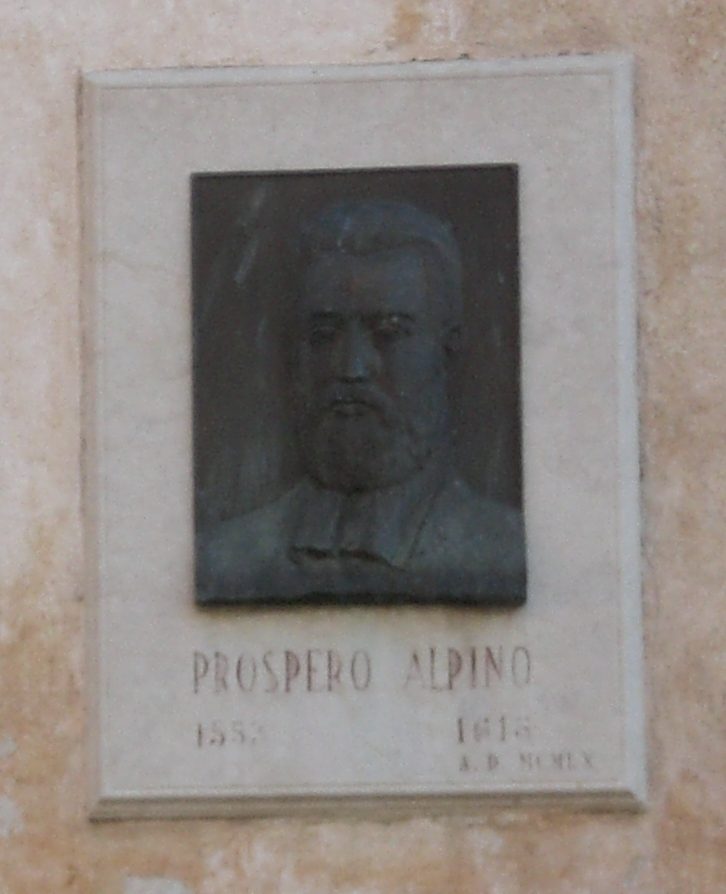 Prospero Alpini's tablet - 04.JPG
